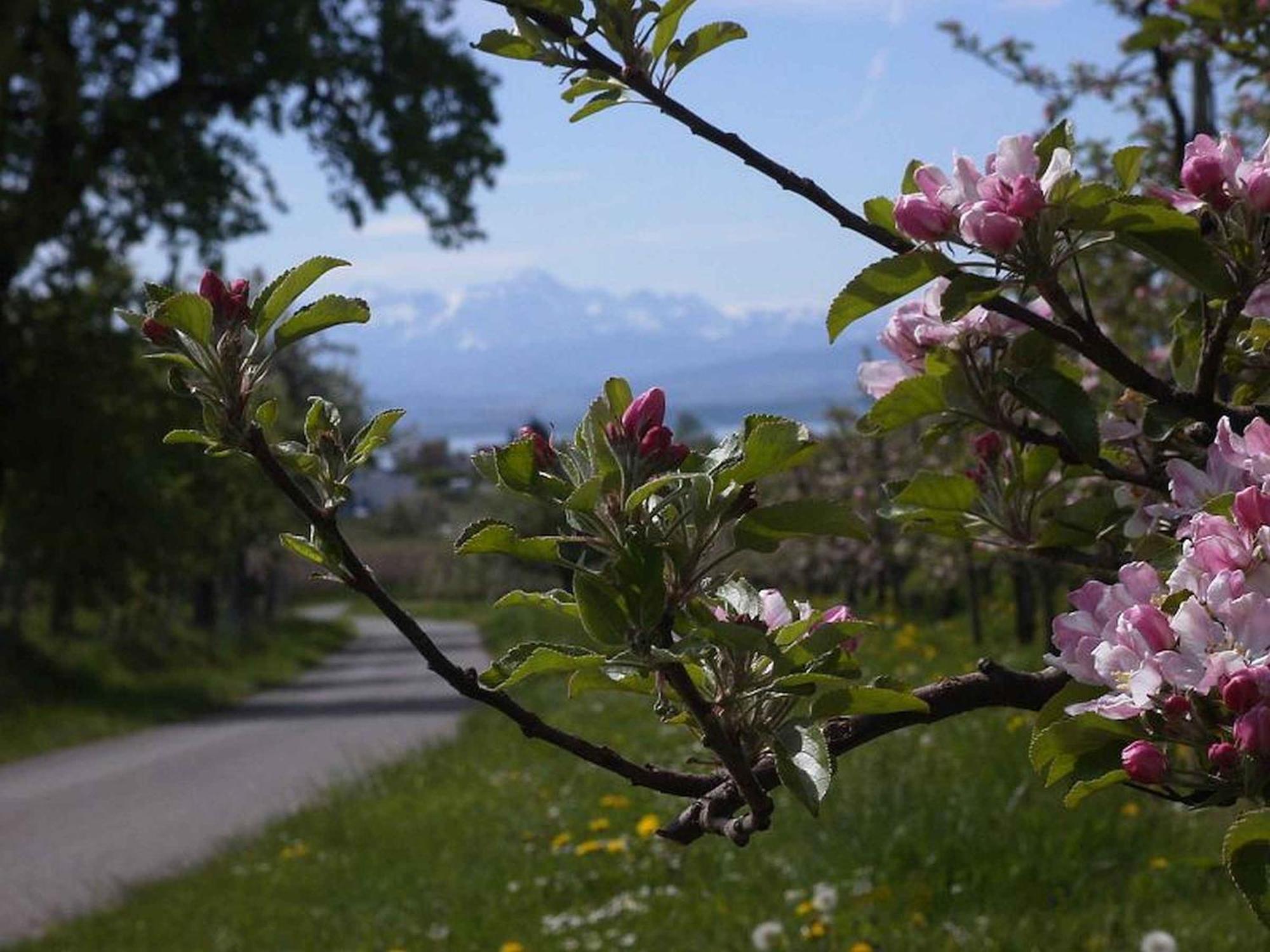 Ferienwohnung Haus Alpenblick Immenstaad am Bodensee Exterior foto